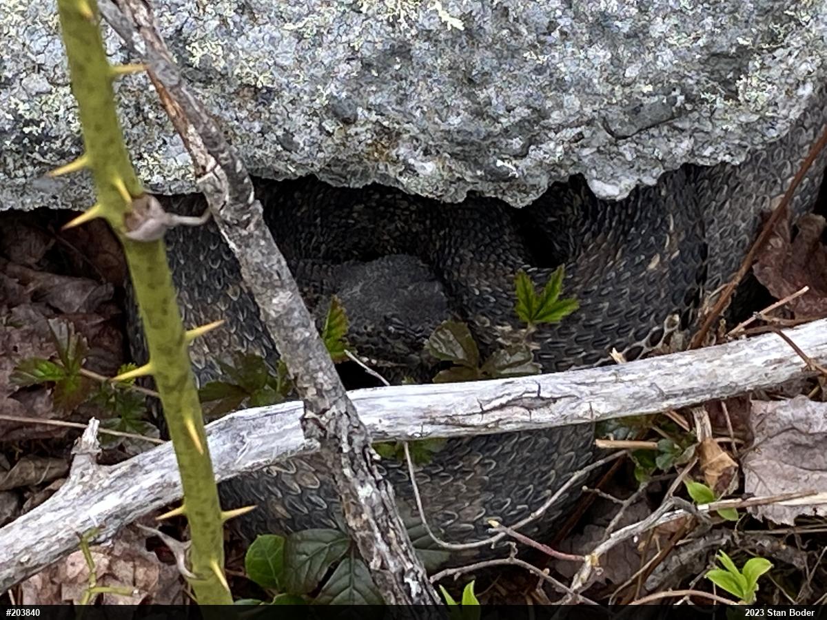 Timber Rattlesnake