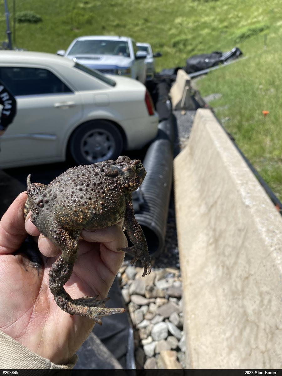 Eastern American Toad