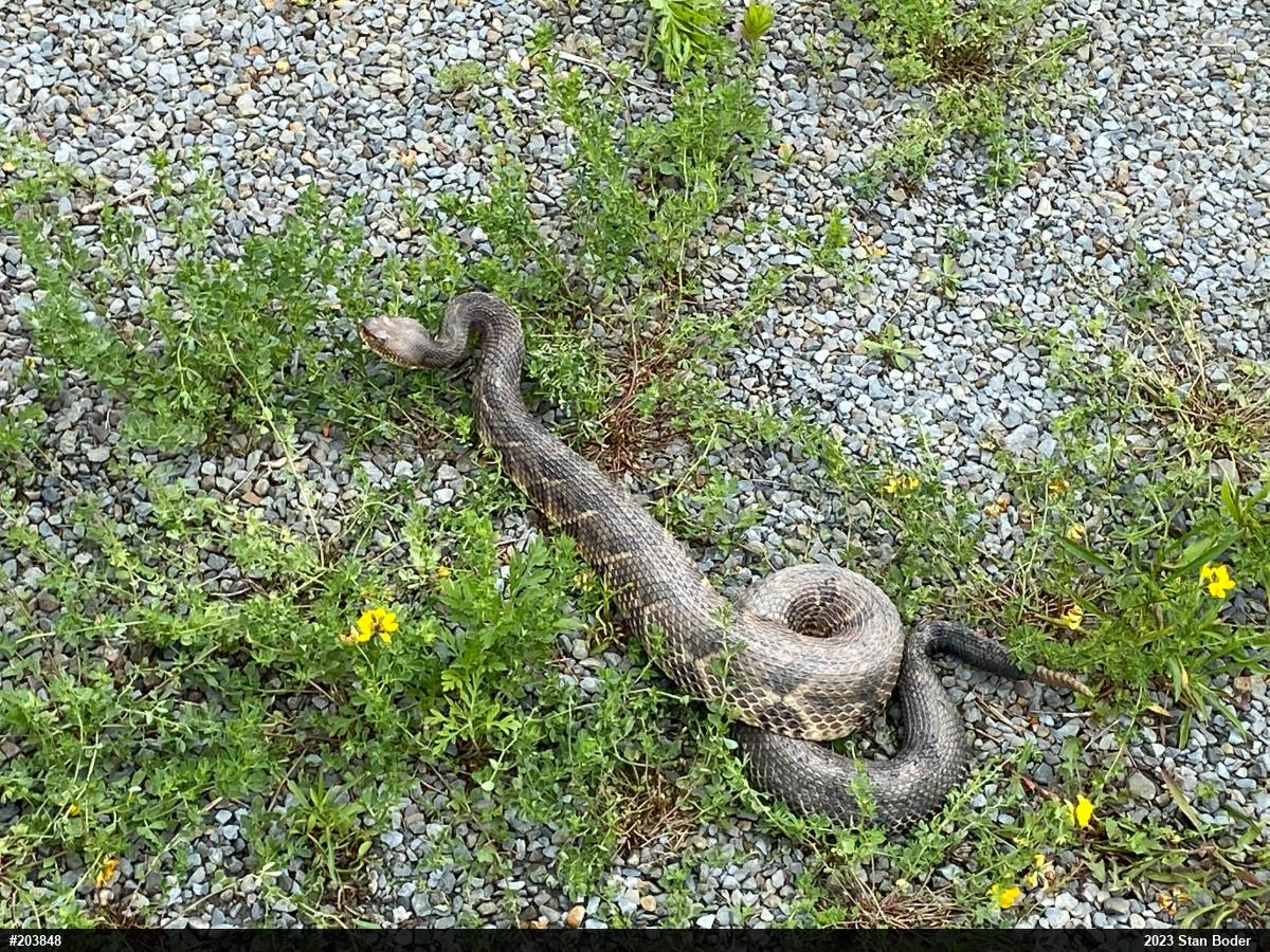 Timber Rattlesnake