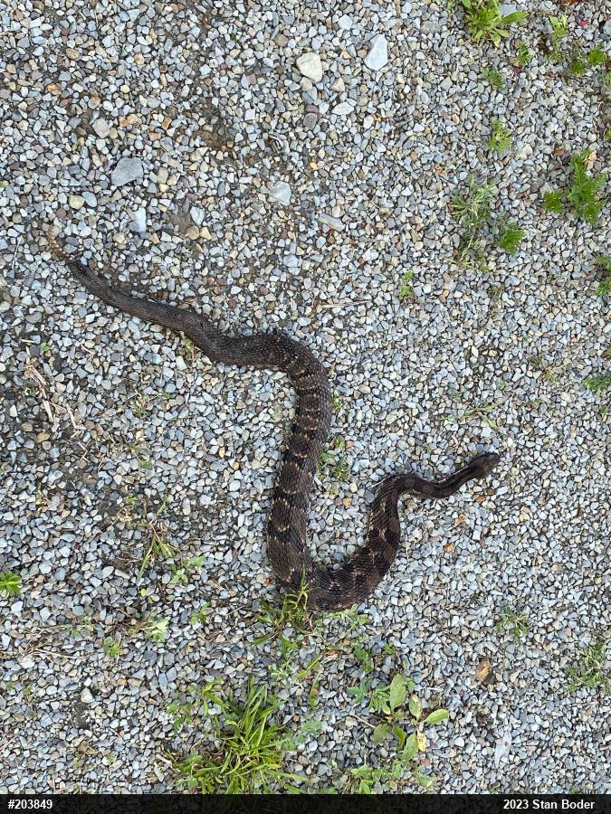 Timber Rattlesnake