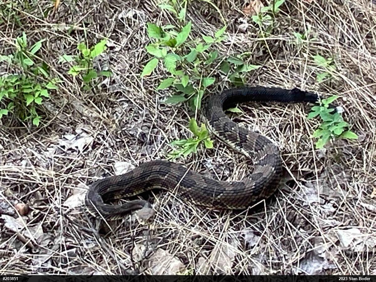 Timber Rattlesnake