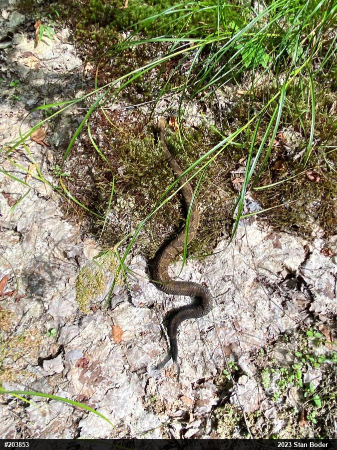 Timber Rattlesnake