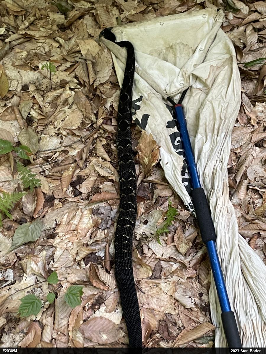 Timber Rattlesnake