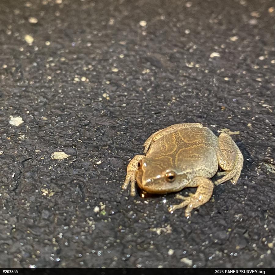 Spring Peeper