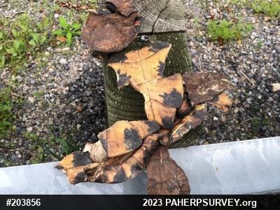 Wood Turtle
