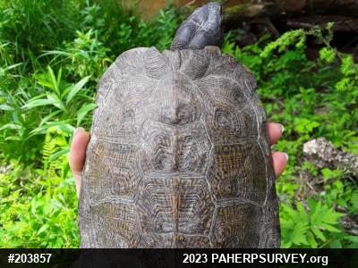 Wood Turtle