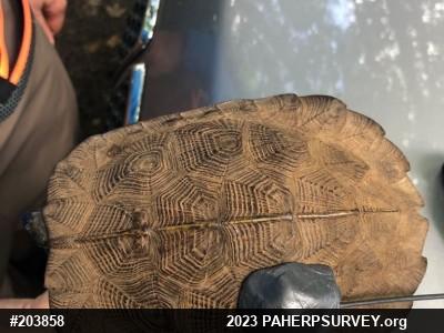 Wood Turtle