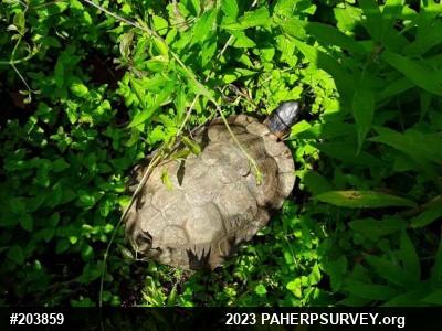 Wood Turtle