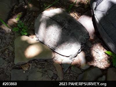 Wood Turtle