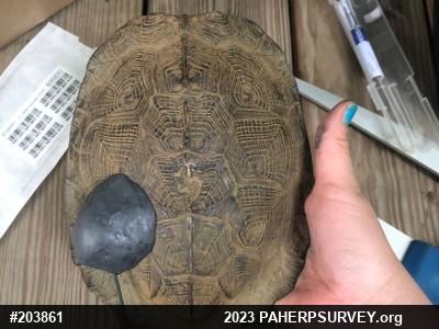 Wood Turtle