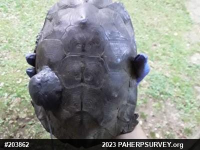 Wood Turtle