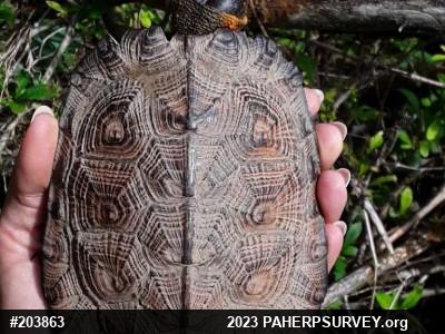 Wood Turtle