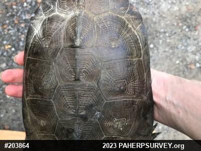 Wood Turtle