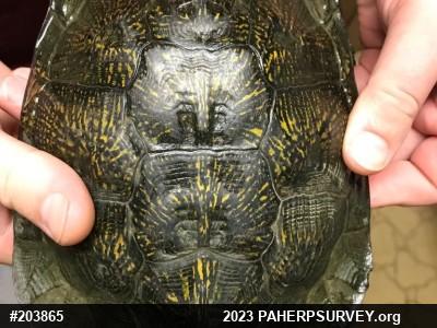 Wood Turtle