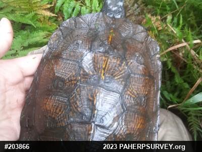 Wood Turtle