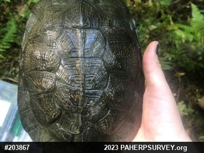 Wood Turtle