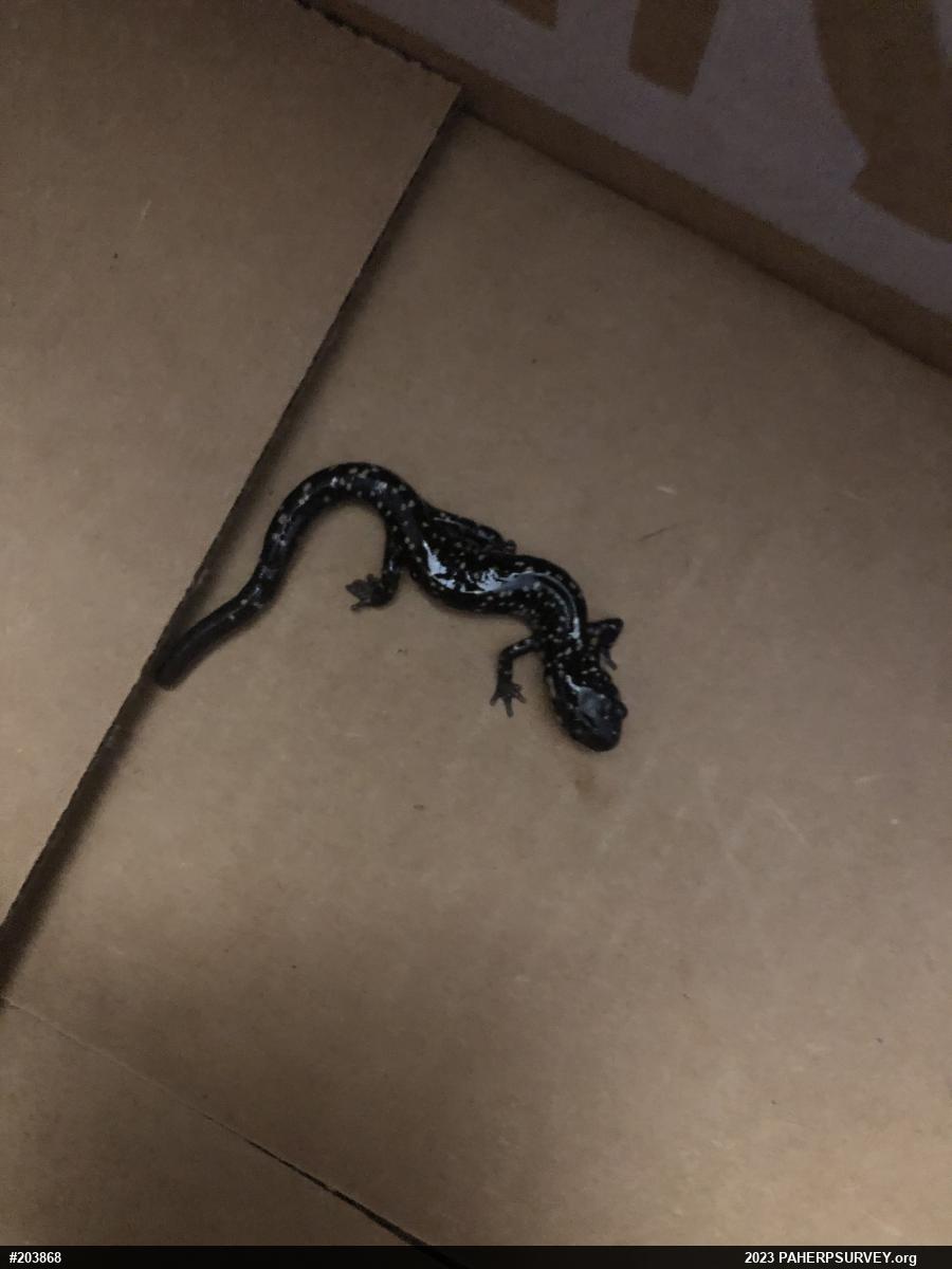 Northern Slimy Salamander