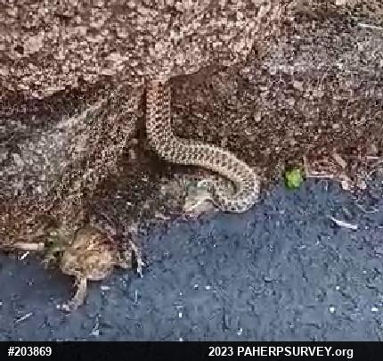 Eastern Gartersnake