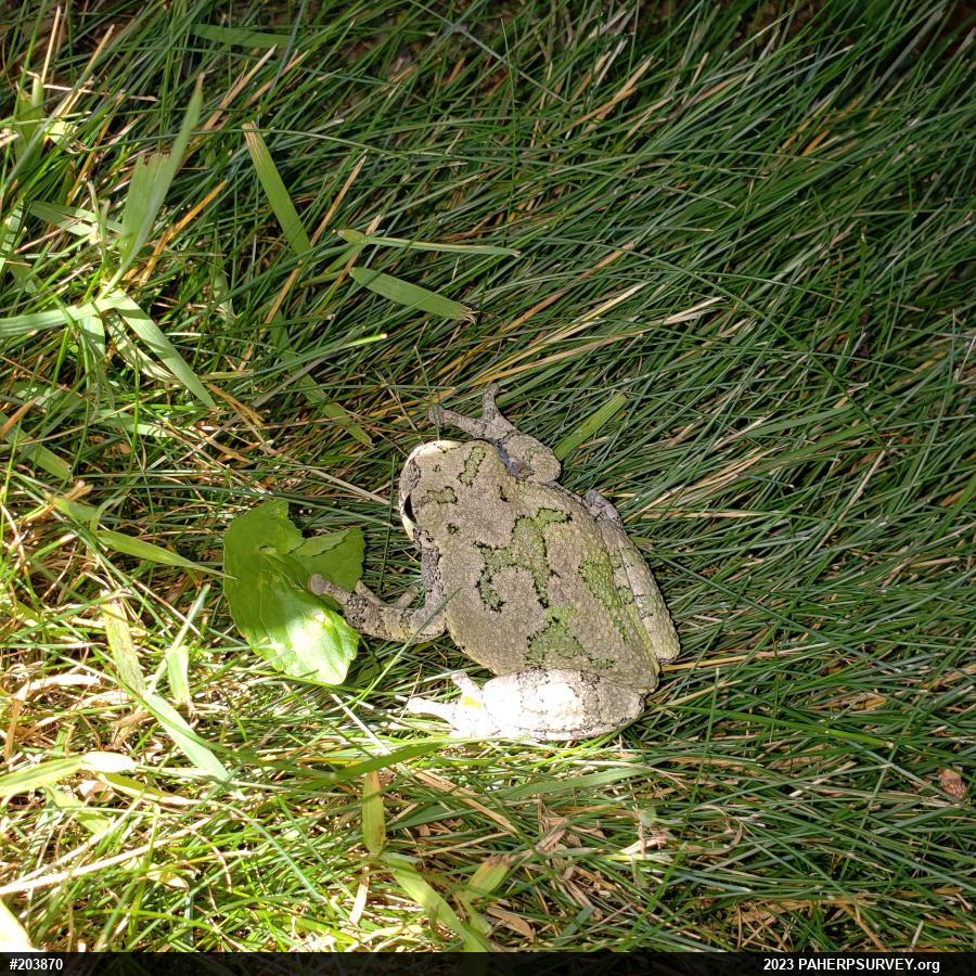 Unknown Gray Treefrog