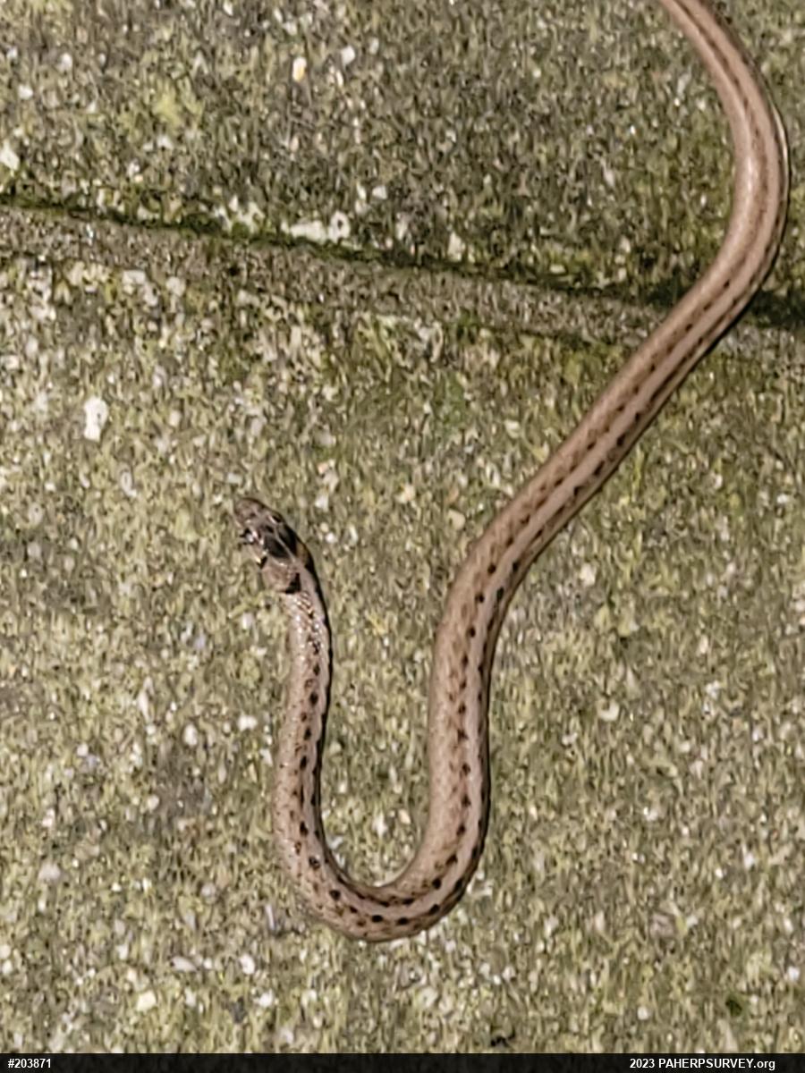 Dekay's Brownsnake