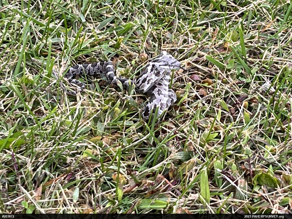 Eastern Ratsnake