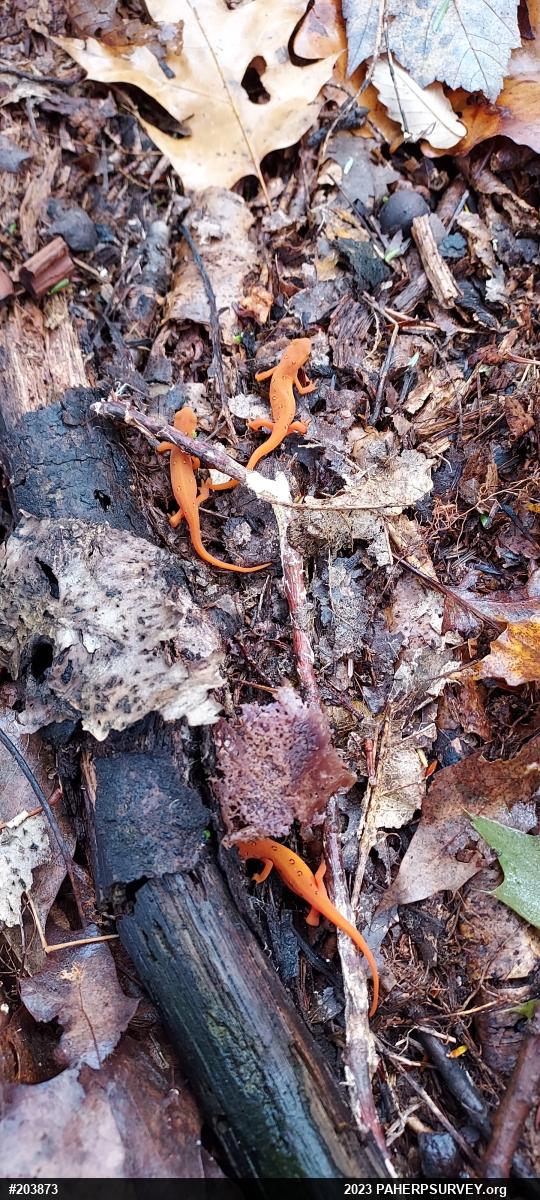 Red-spotted Newt