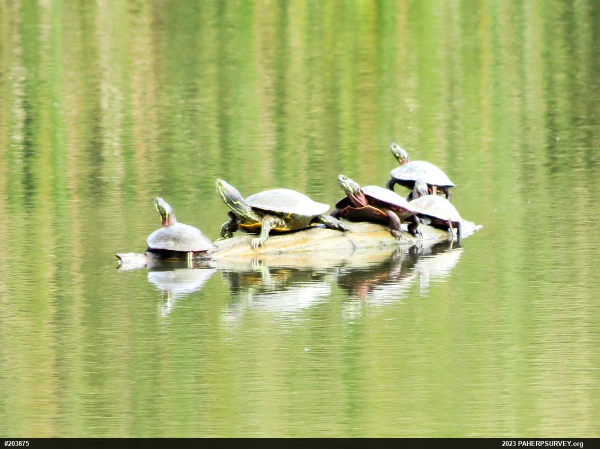 Painted Turtle