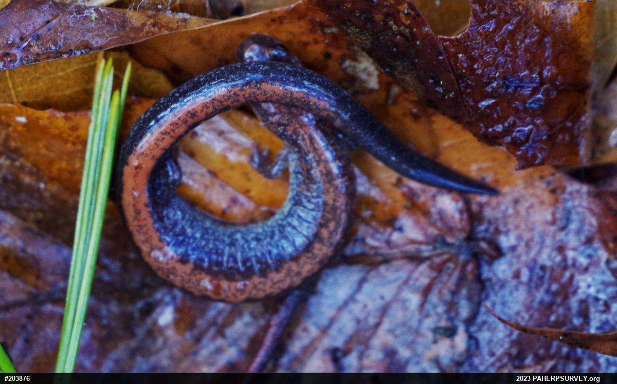 Eastern Red-backed  Salamander