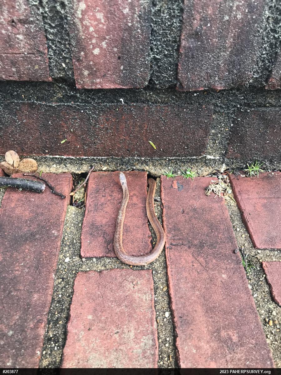 Dekay's Brownsnake