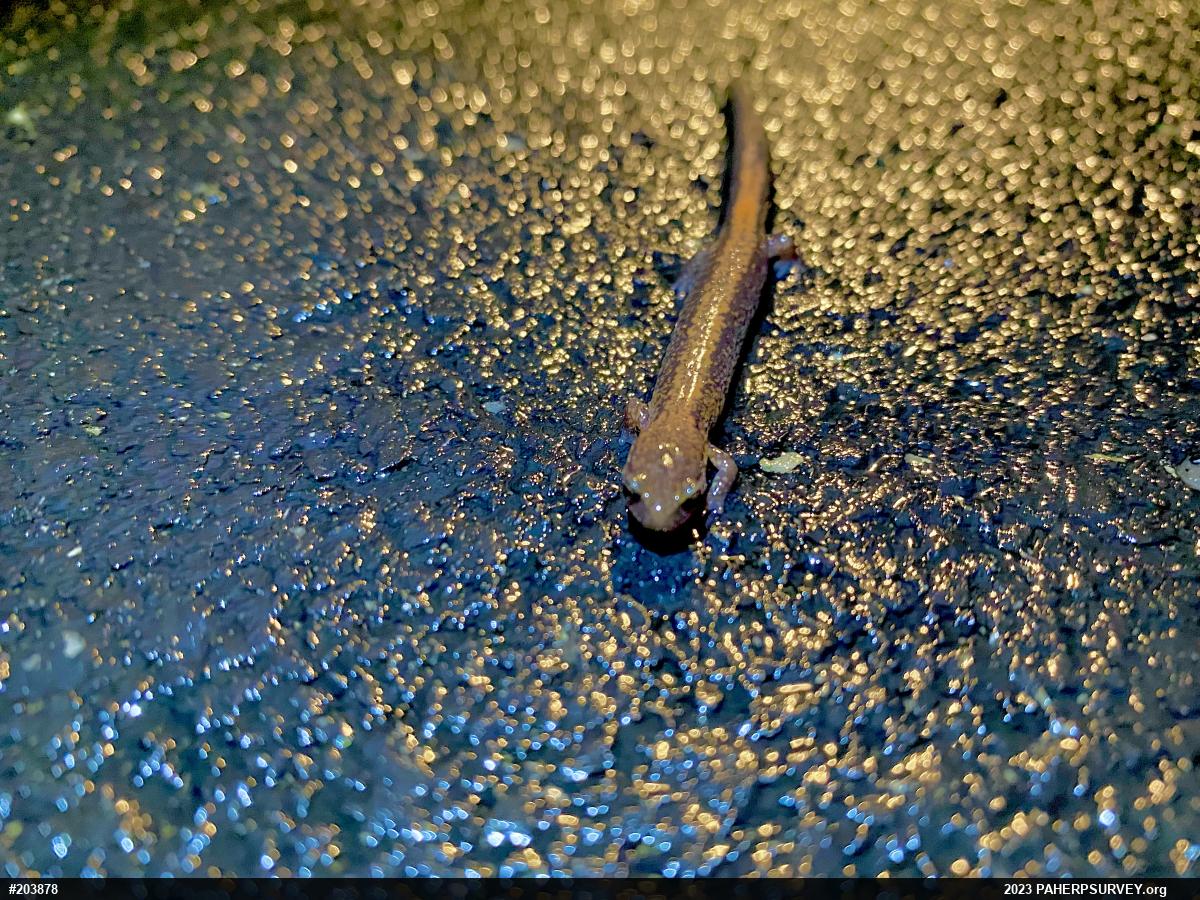 Eastern Red-backed  Salamander