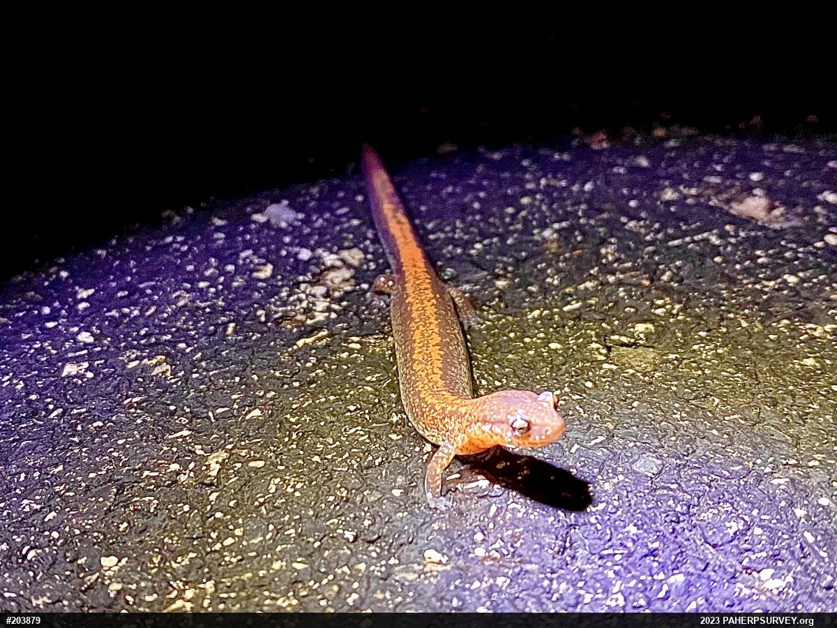 Eastern Red-backed  Salamander