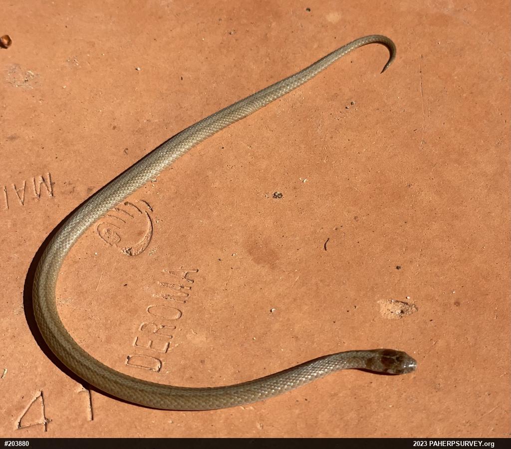 Dekay's Brownsnake