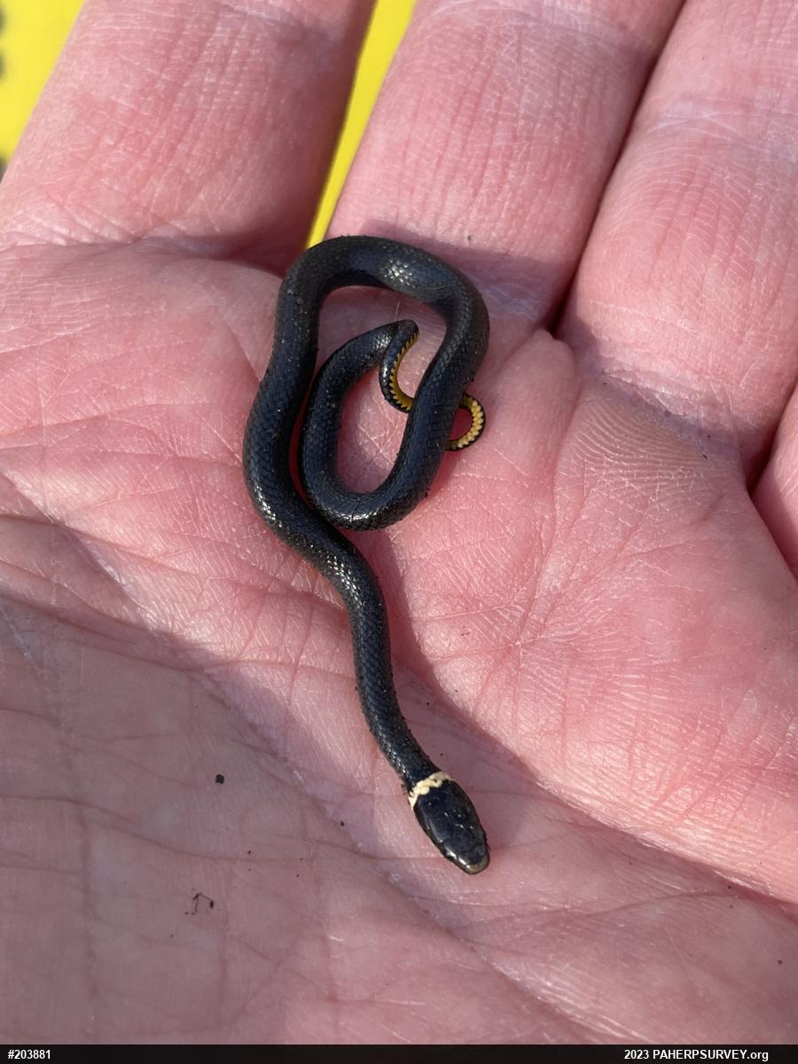 Northern Ring-necked Snake