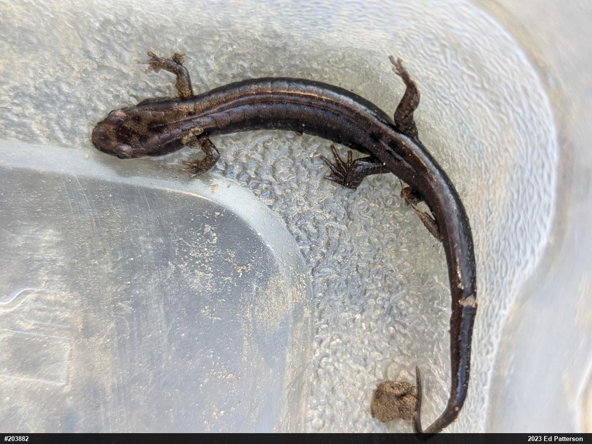 Allegheny Mountain Dusky Salamander