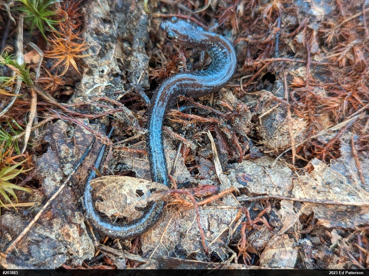 Valley And Ridge Salamander