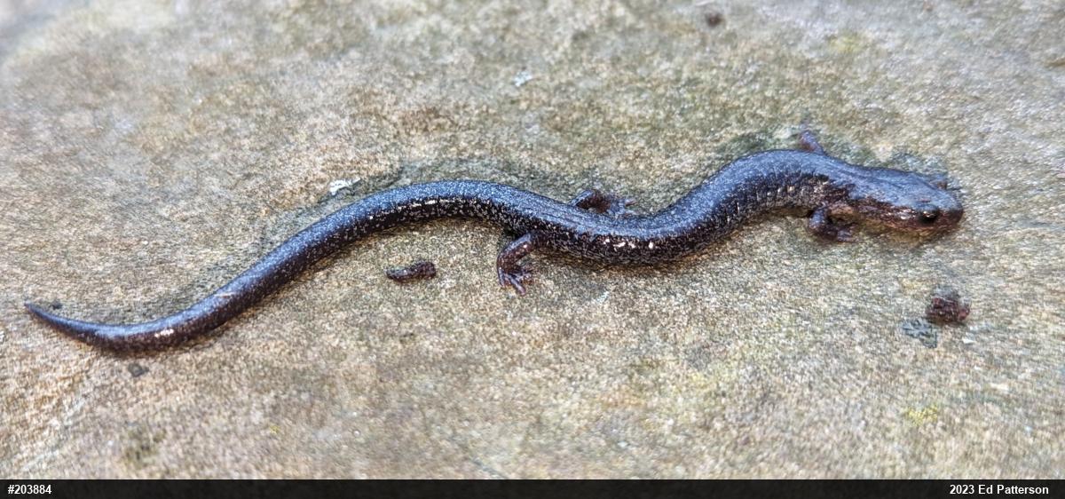 Valley And Ridge Salamander