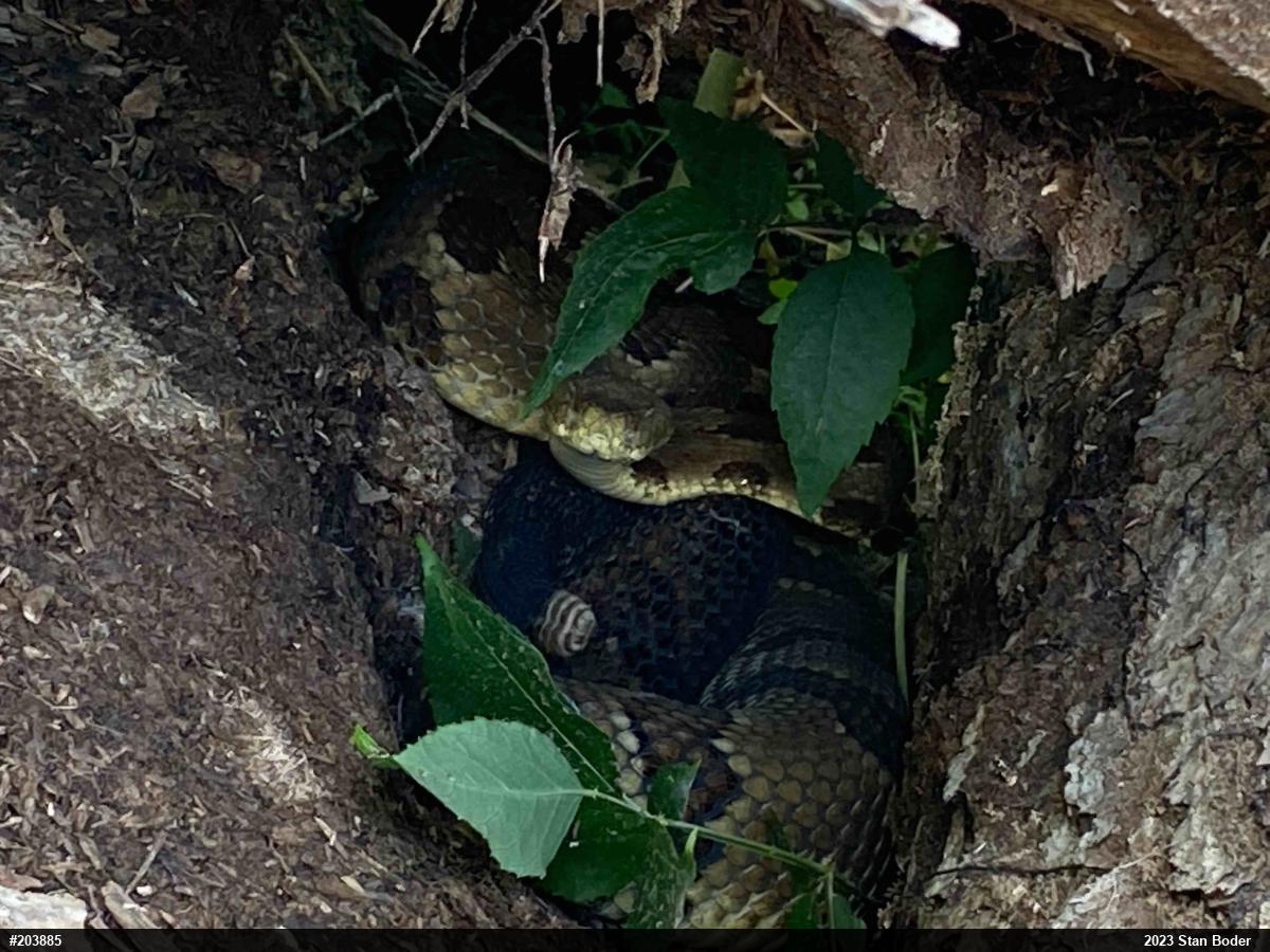 Timber Rattlesnake