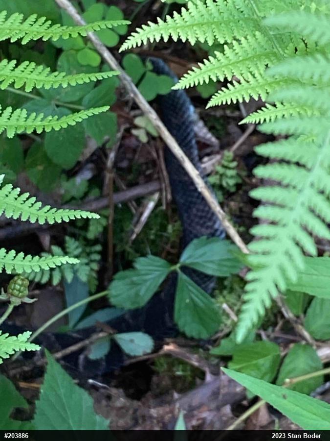 Timber Rattlesnake