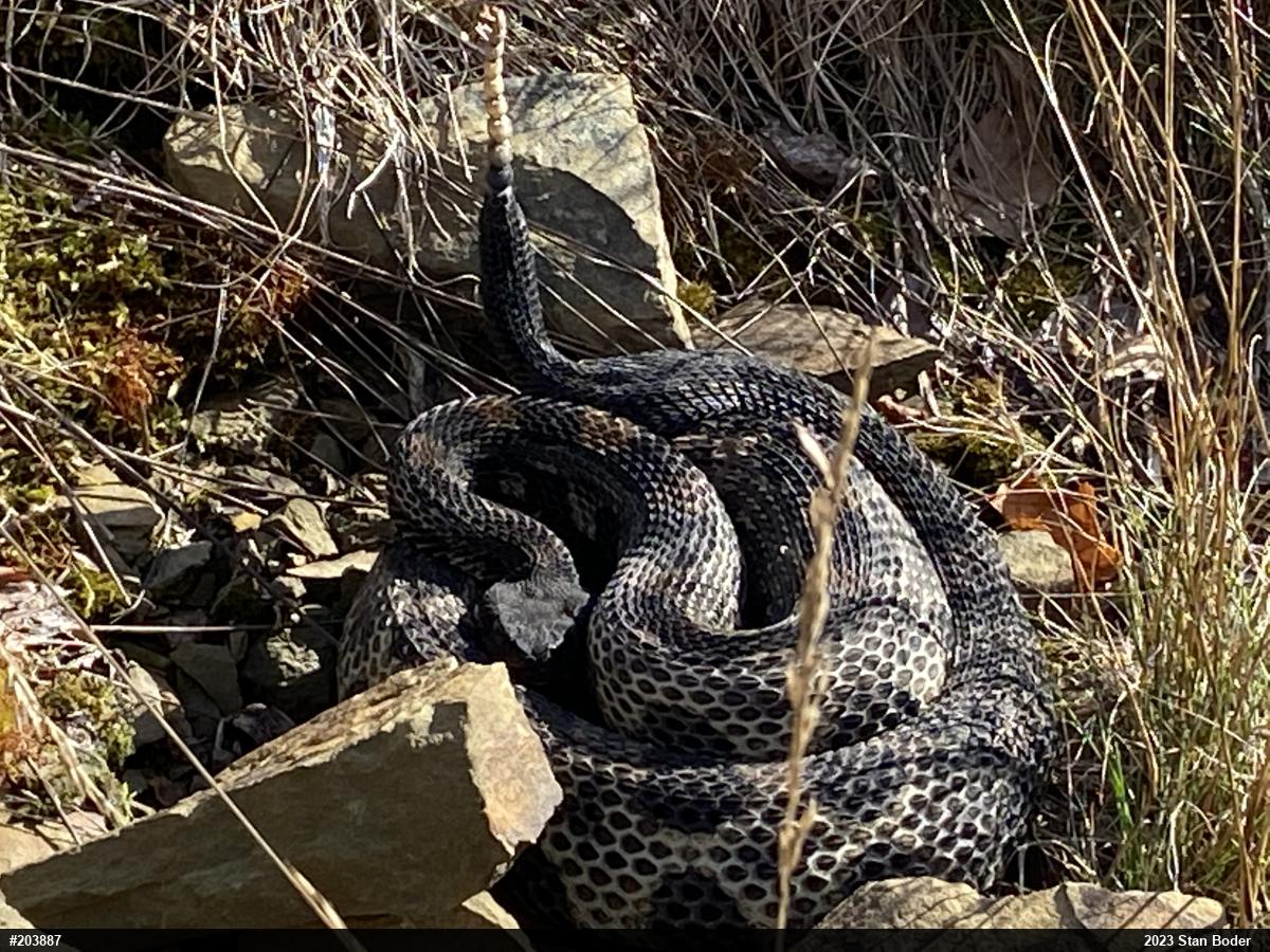 Timber Rattlesnake