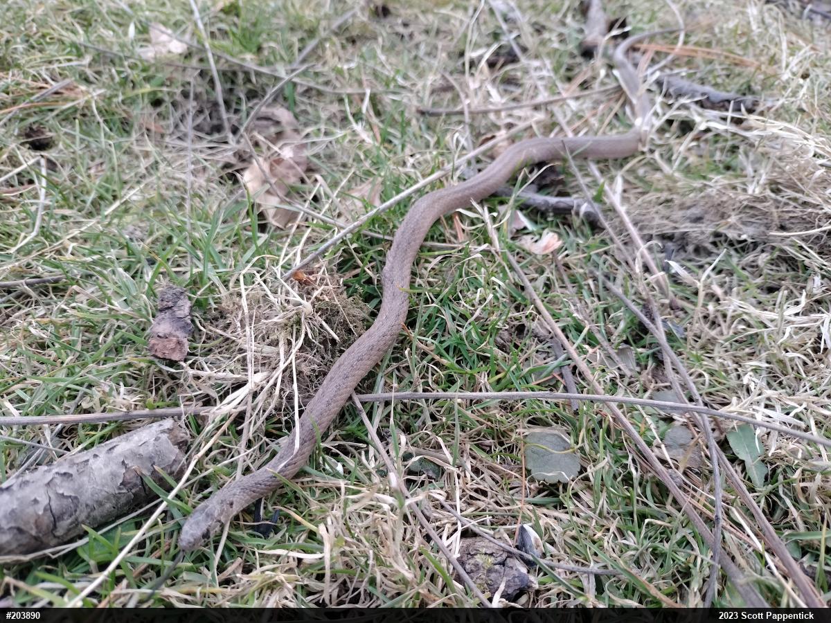 Dekay's Brownsnake