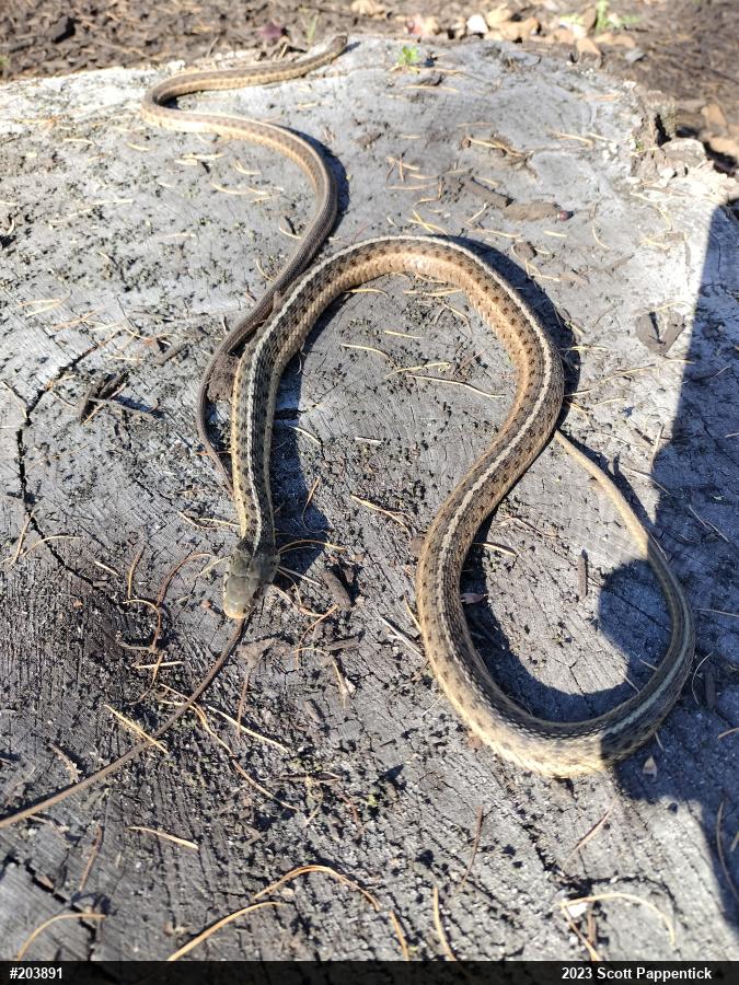 Eastern Gartersnake