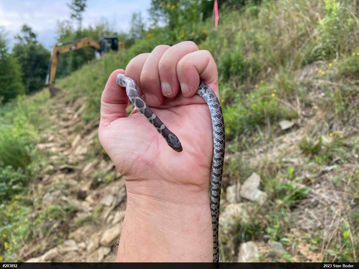 Eastern Milksnake