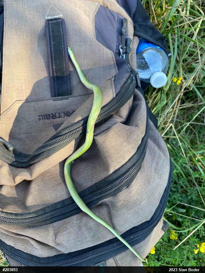 Smooth Greensnake