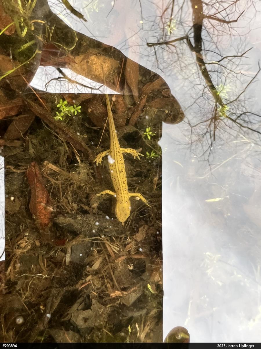 Red-spotted Newt
