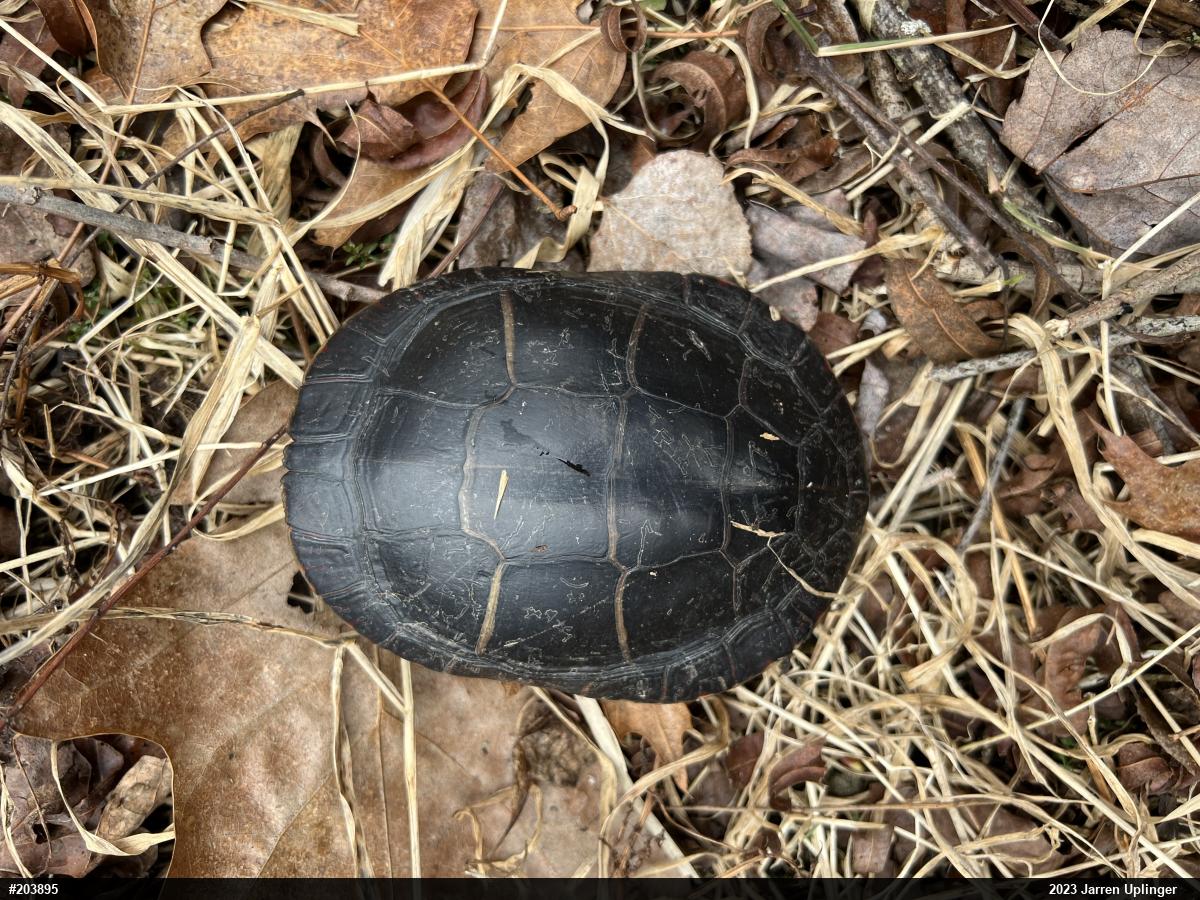 Painted Turtle