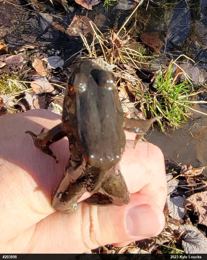 Green Frog