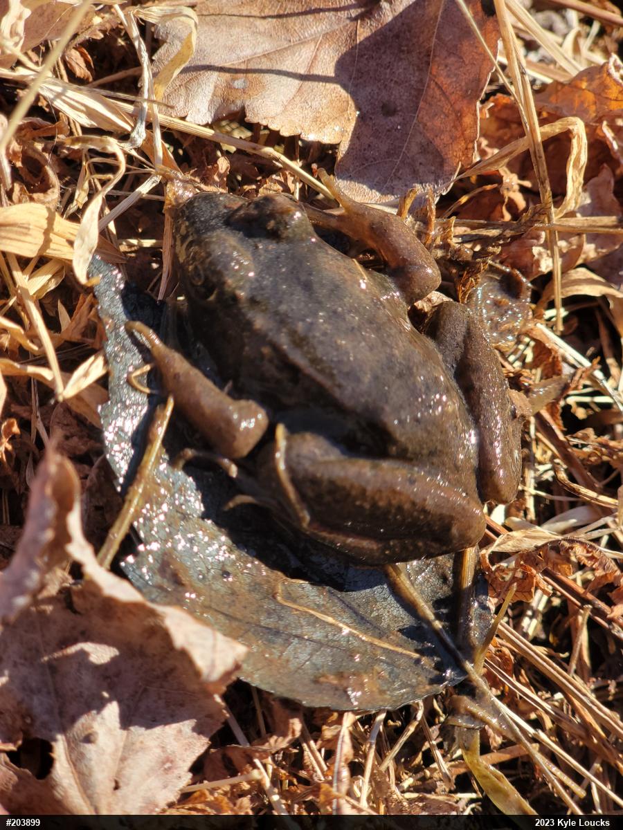 Green Frog