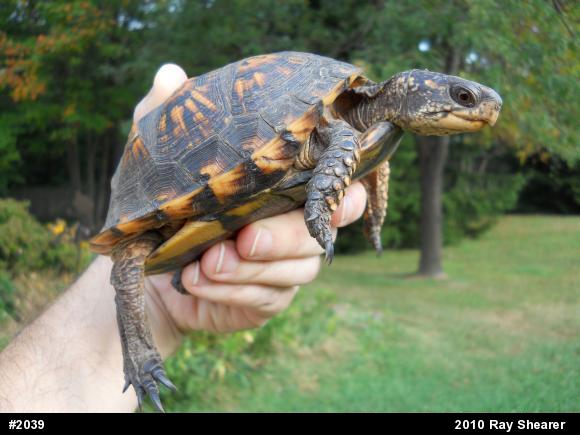 Eastern Box Turtle
