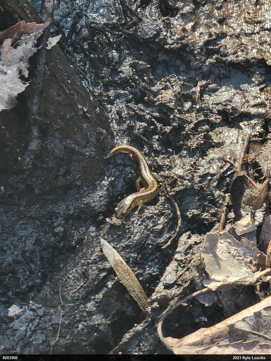 Northern Two-lined Salamander
