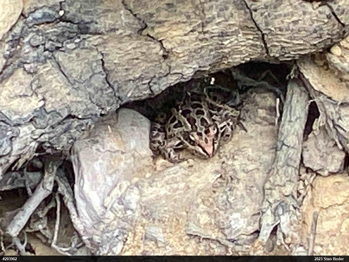 Pickerel Frog